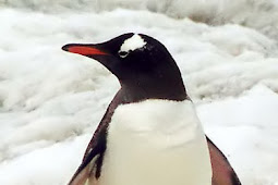 Penguin - Sphenisciformes