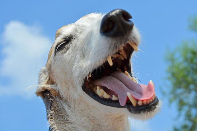 problemas dentales en perros