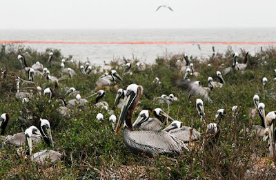 Brown Pelicans - Save Ten Animals