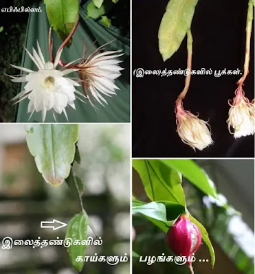 epiphyllum leaf flower