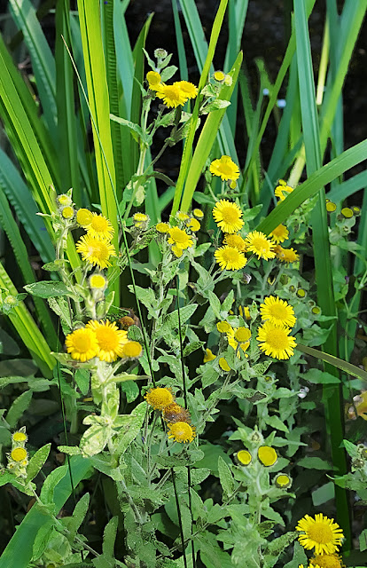 Flowers of common fleabane in among the reeds