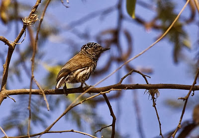 Carpinterito ondulado Picumnus sclateri