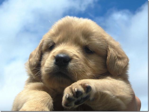 fotos de perritos imagenesifotos.blogspot (10)