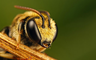 Bee Wallpapers