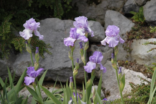 iris violet