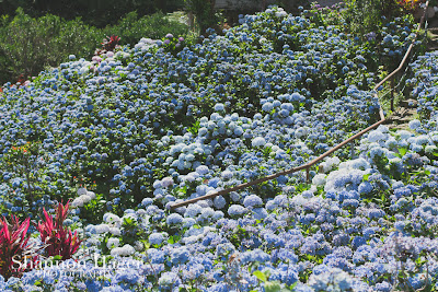 Shannon Hager Photography, Hydrangeas, Blue, Okinawa