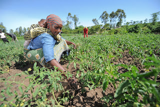 Raddoppiare la produzione mondiale di cibo tornando alla vita di campagna