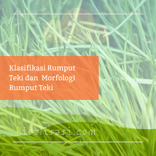 Klasifikasi Rumput Teki dan  Morfologi Rumput Teki