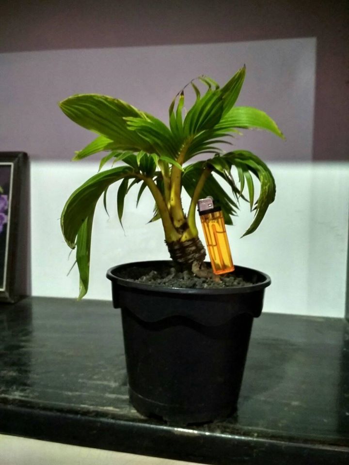 Kelapa Hias Mini (bonsai kelapa)