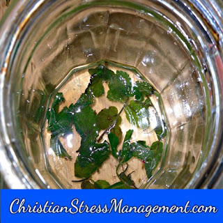 How to make Natural Peppermint Body Scrub for Stress Management