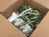 plants in box with shredded paper