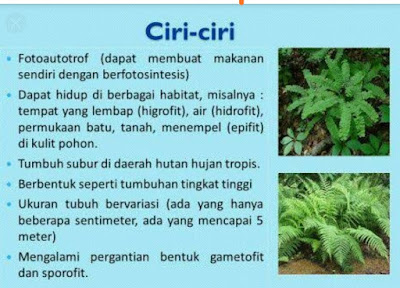 Ciri-Ciri Tumbuhan Paku