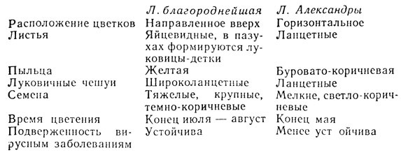 Отличительные признаки лилии благороднейшей от лилии Александры