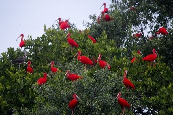 O Guará - A ave símbolo de Guaratuba