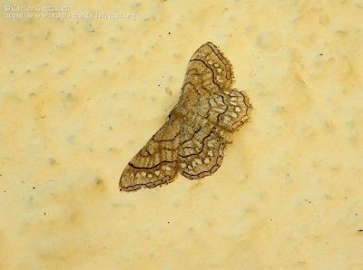 https://www.biodiversidadvirtual.org/insectarium/Idaea-moniliata-(Denis-y-Schiffermuller-1775)-img1001278.html