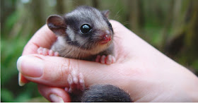 Possum Cute