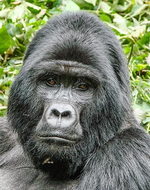 RUKINA, the former dominant silverback in the Ruhiija sector based Kyaguriro family passed on,  on Easter Monday April 6th,2015.It is estimated t...