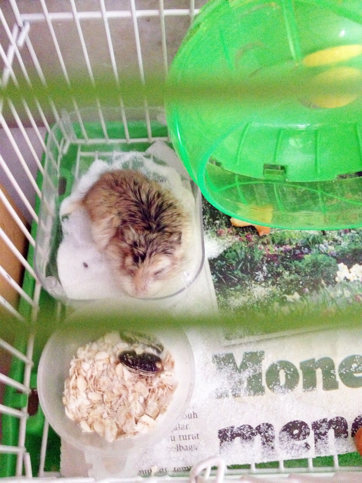 Manik suci: hamster-hamster aina farhana
