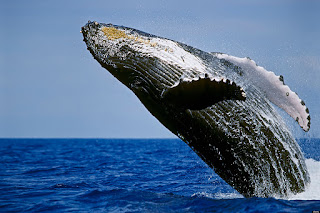 Humpback Whale