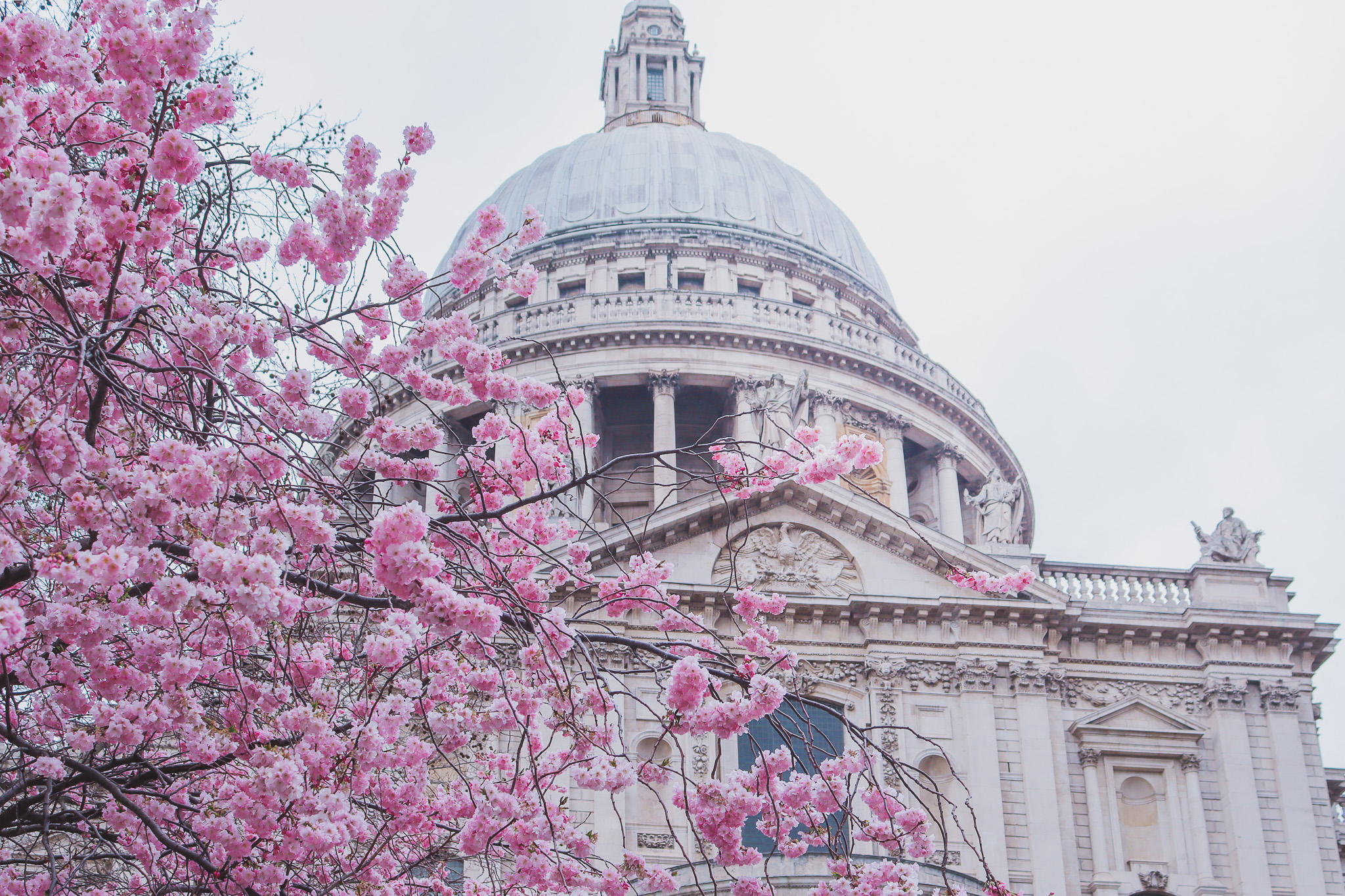 St Paul's Cathedral Cherry Blossoms