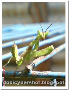 young praying mantis 01