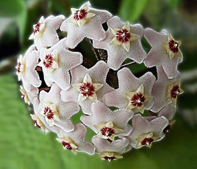 Bunga Tercantik di Dunia-Hoya Carnosa-Putih