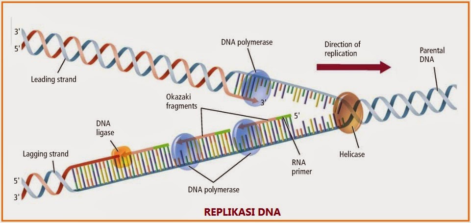 Transfer informasi genetik