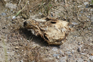 Red Fox skull