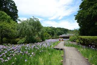 西山の里桃源の花菖蒲