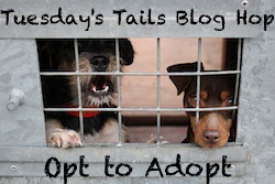 http://dogsnpawz.com/tuesdays-tails-clint-is-waiting/#.Vp5FgP_H_IU