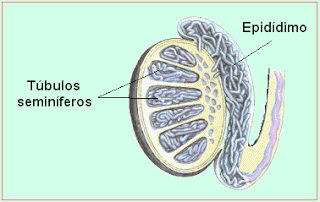 túbulos seminíferos