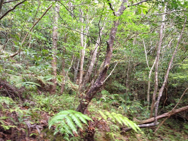 タナガーグムイの植物群落の写真
