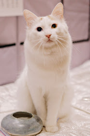 6 Epically Adorable Pictures From The Norwegian Forest Cat Show