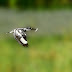 Pied Kingfisher with Fish Kill
