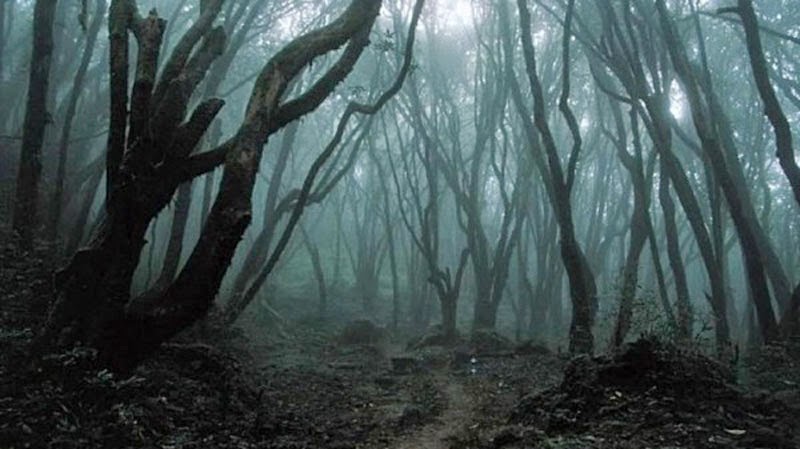 4. Hoia-Baciu Forest, Romania - 5 Fairytale Forests Straight Out of a Story Book
