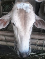 harga sapi qurban  2013 ddf2144