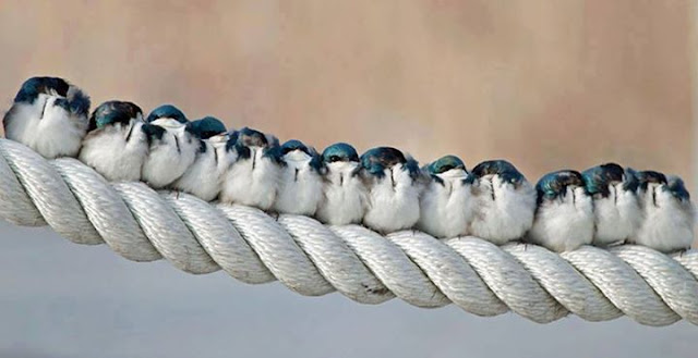 Birds, Sparrows in the winter time