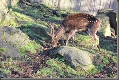 16_12_2014-11_00_49-6062Edinburgh Zoo