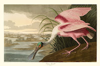 Audubon Bird