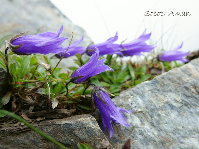 Campanula chamissonis