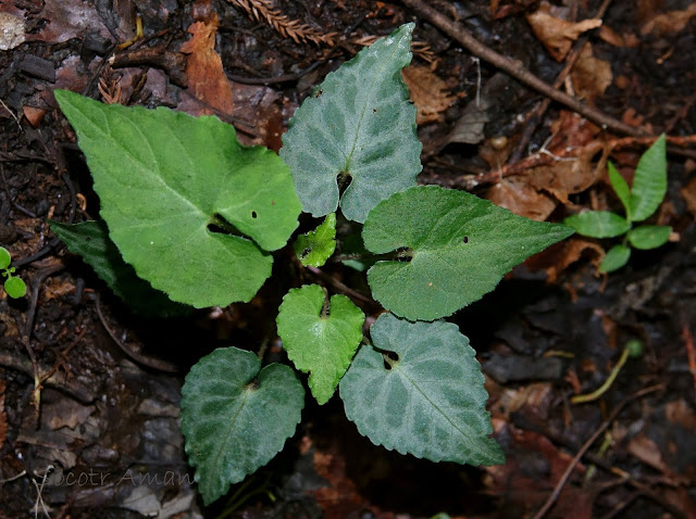 Viola tokubuchiana