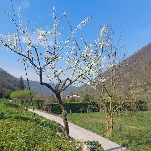 colli berici escursioni sentieri passeggiate