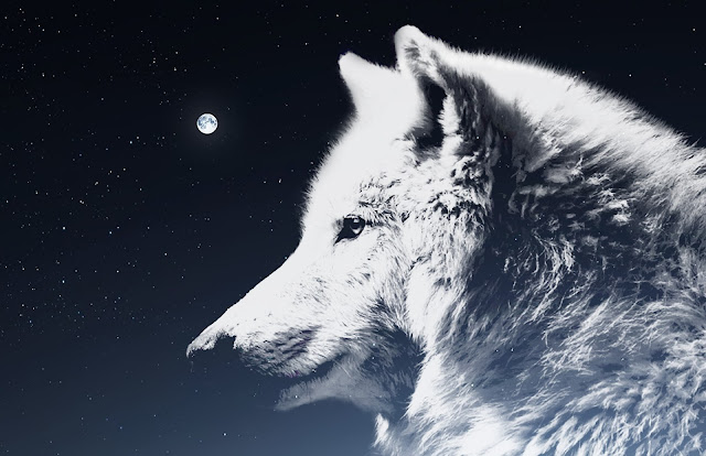 księżyc wilk noc podswiadomośc las polowanie samotność grupa przewodnik duchowy