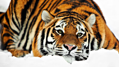 Tiger Hd Wallpapers