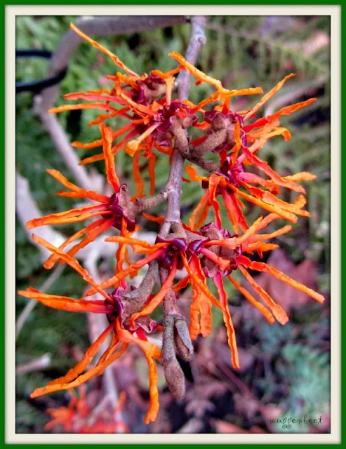 hamamelis