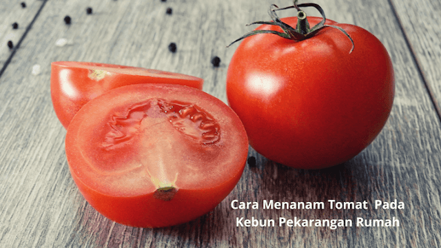 Cara Menanam Tomat  Pada Kebun Pekarangan Rumah