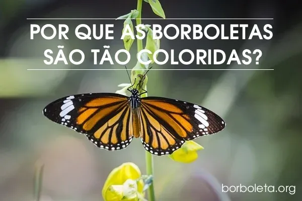 Por que as borboletas são tão coloridas?