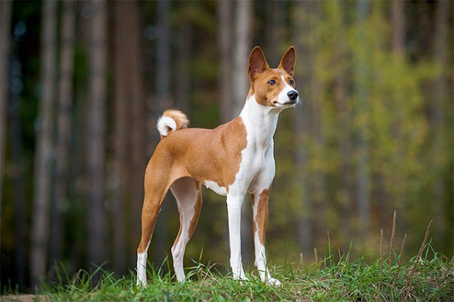 all-dog-breed-names-and-picture