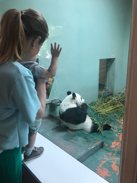 Edinburgh Zoo, Zoo, Giant Panda, Pandas