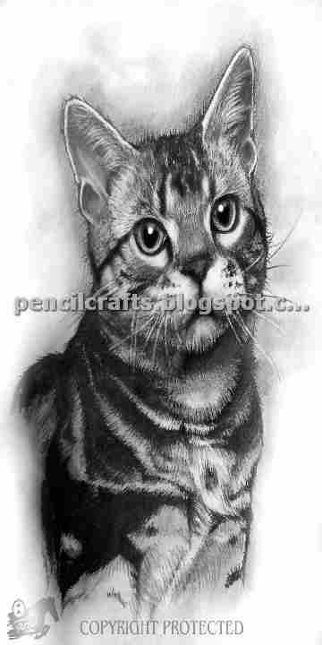 How to Make Cartoon Cat Color Pencil Drawings,Sketches